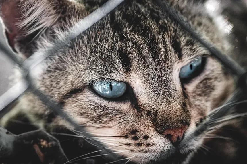 14 Sinais de que Seu Gato Pode Estar com Dor e Como Ter Certeza
