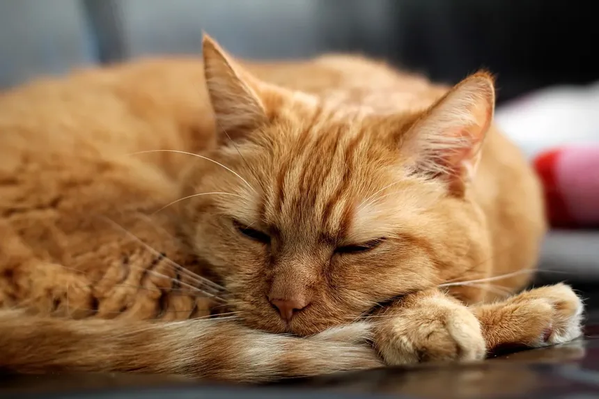 5 Dicas Essenciais de Alimentação para Gatos com Artrite