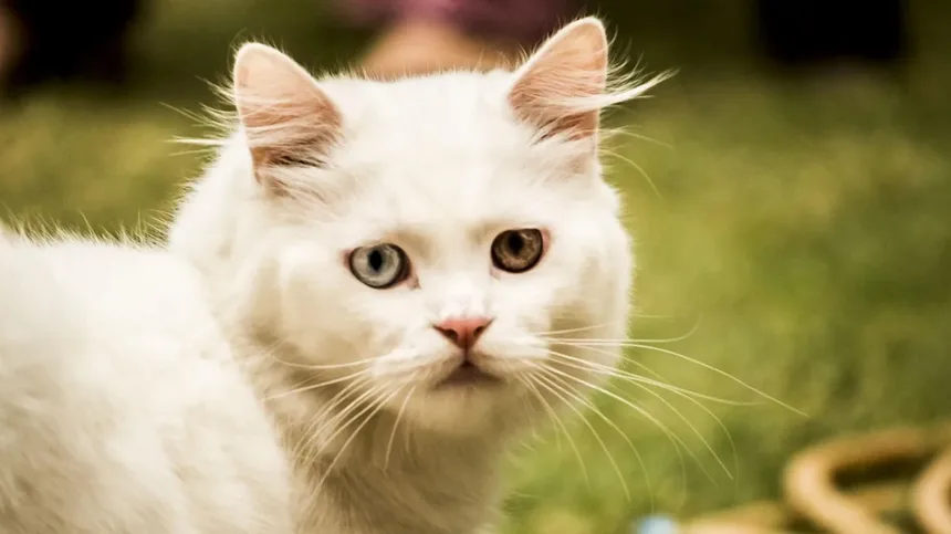 5 Sinais de Doenças Neurológicas em Cães que Você Não Pode Ignorar