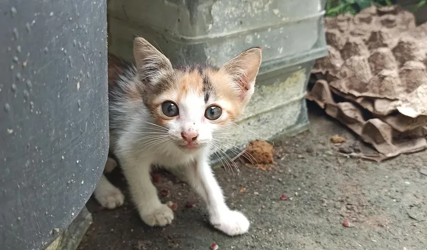 5 Benefícios dos Animais de Estimação para a Saúde Mental Comprovados pela Ciência