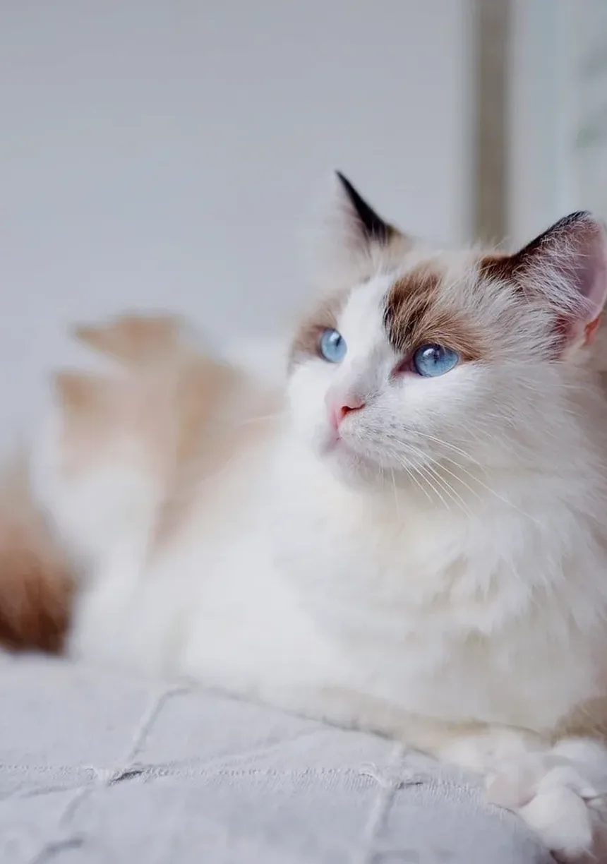 7 Dicas Infalíveis para Criar Laços Fortes com Seu Gato