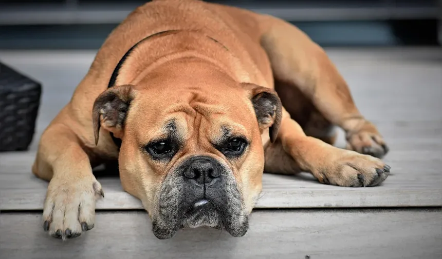 7 Erros Que Destruem o Espírito do Seu Cão Sem Você Perceber