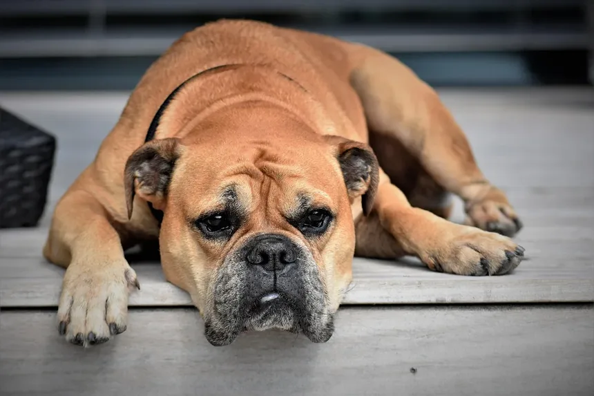 Alergia à Saliva de Cão: Sintomas e Como Viver com Seu Pet