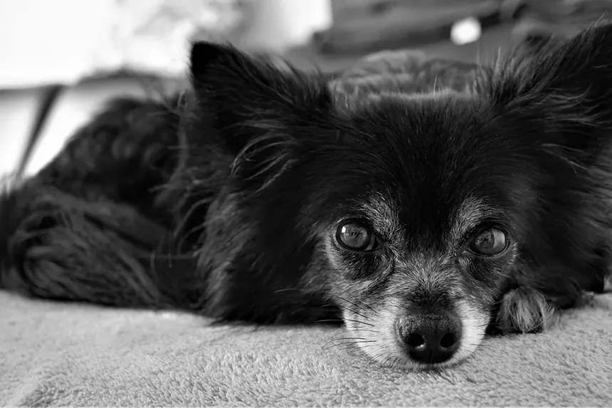 Animais na Sala de Aula: 5 Benefícios Incríveis para o Aprendizado