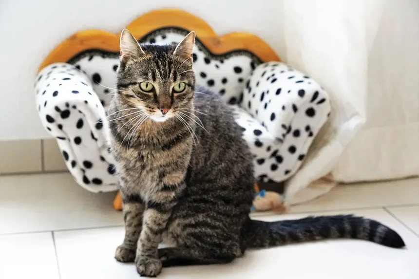 Problemas Comportamentais em Gatinhos: Como Resolver e Prevenir