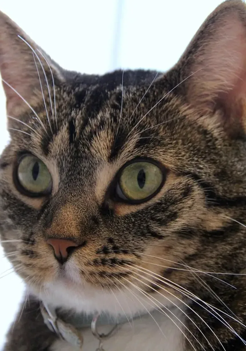 Melhor Medicamento para Vermes do Coração em Cães e Gatos: Guia Completo