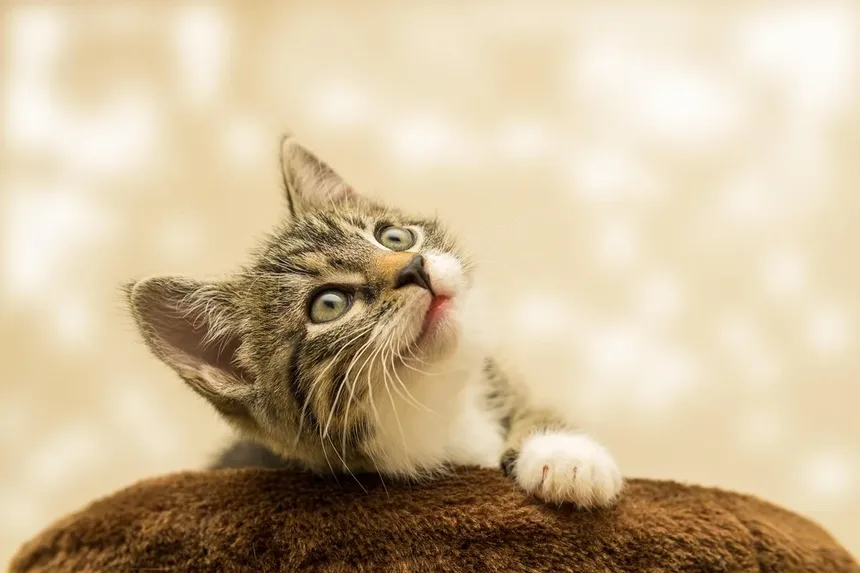 Seu Gato Está Lambendo Demais? Descubra as Causas e Soluções!