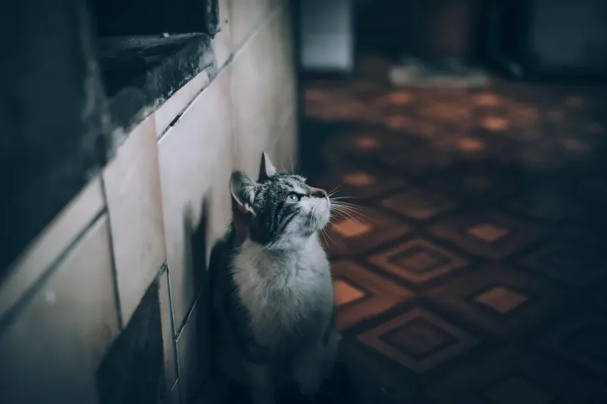 Caspa em Cães: Tipos, Causas e Tratamentos Eficazes