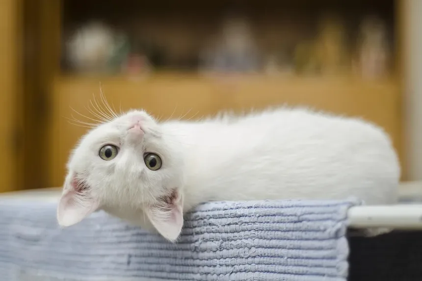 Os Gatos Têm Umbigos? Descubra Esta Curiosidade Felina!