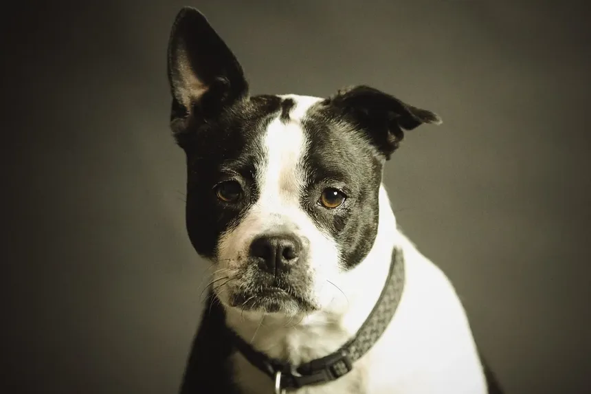 Seu Cachorro Espirra Muito? A Cama Pode Ser a Culpada