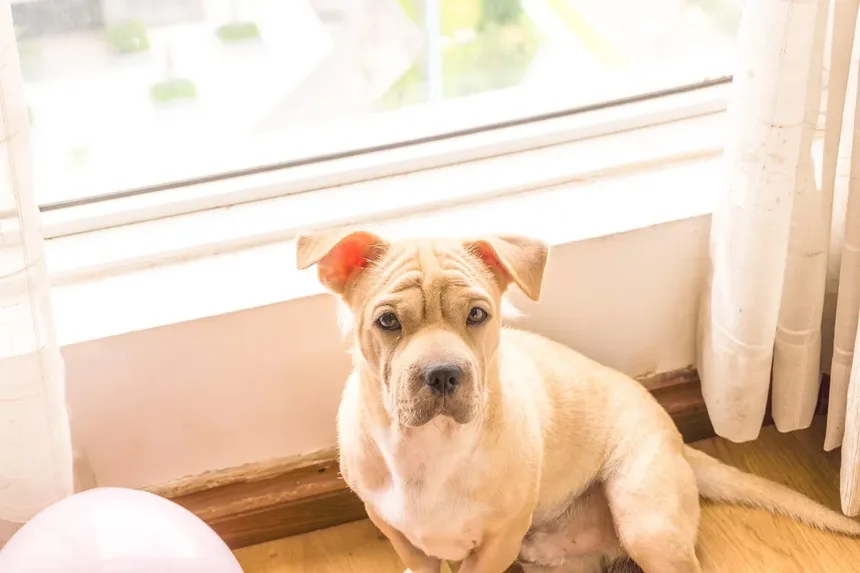 Cães Lambem Feridas: Perigo ou Cura? Descubra a Verdade!