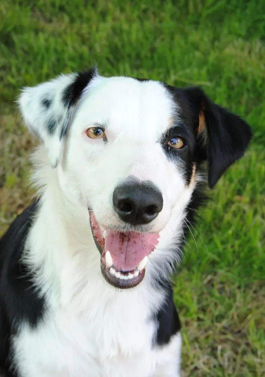 Corte de Orelhas em Cães: Mitos e Verdades que Todo Proprietário Deve Conhecer