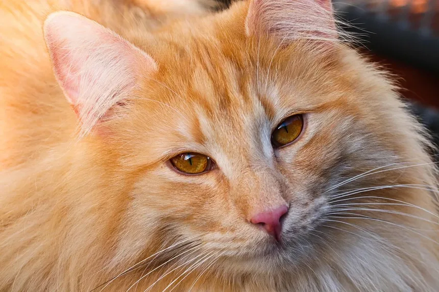 Como Saber se Meu Gato Está com Dor?