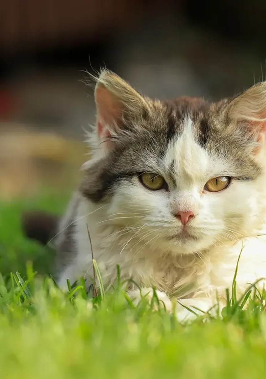 Quanto Tempo Devo Brincar com Meu Gato por Dia? Descubra Agora!