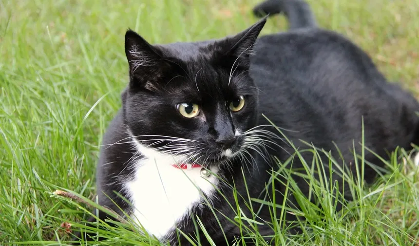 Como Saber Se Seu Cachorro Está Enjoado: Sinais e Soluções