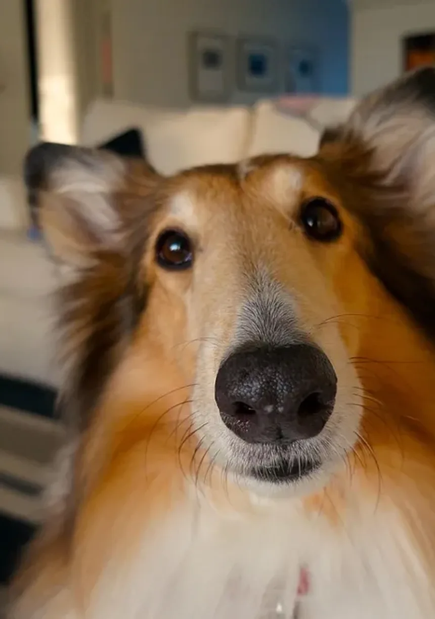 Como Ensinar Seu Cão a Não Puxar a Guia em 6 Passos Simples