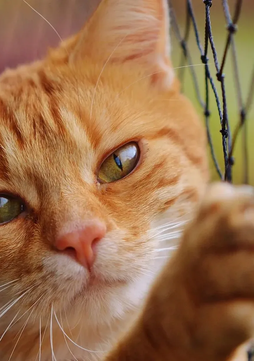 Como Acalmar um Gato Superestimulada: 5 Dicas Infalíveis