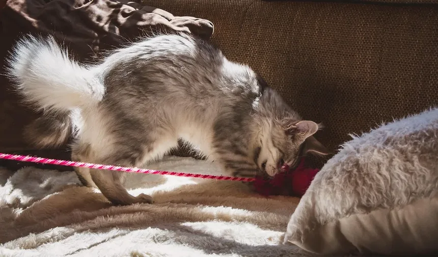 Como Acalmar um Gato Superestimulada: 5 Dicas Infalíveis