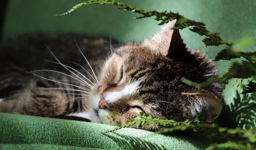 Como Impedir que Seu Gato Faça xixi Fora da Caixa de Areia: 7 Soluções Práticas