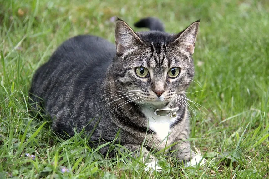 Lisina para Animais de Estimação: Como Este Aminoácido Combate o Vírus Herpes?