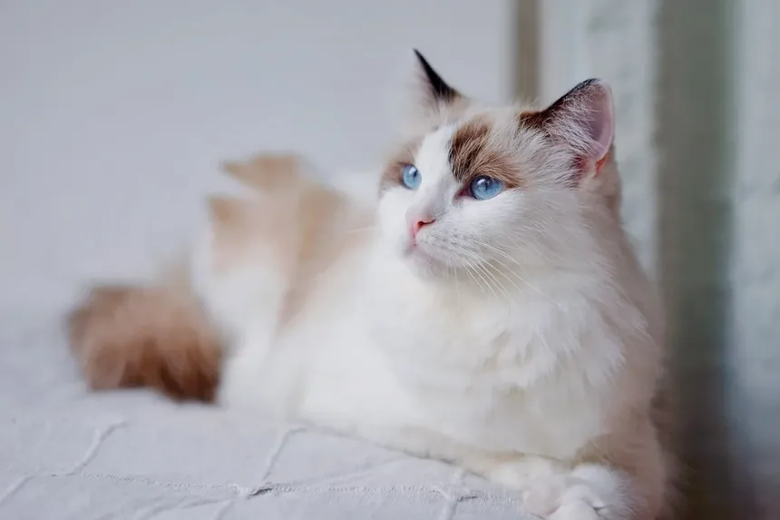 Quando os Gatos Param de Crescer? Descubra Agora!