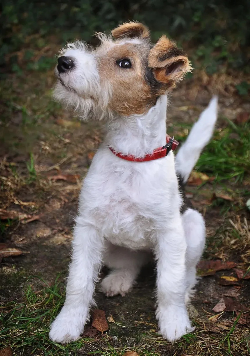 Por Que Meu Cachorro Late à Noite?