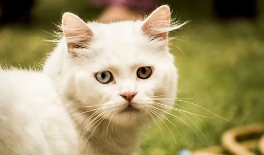 Por que os Medicamentos para Animais de Estimação São Caros? Descubra as Razões Ocultas!