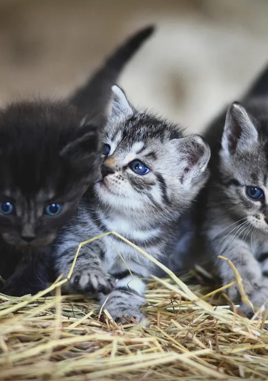 Por que os Gatos Dormem em Nossas Cabeças? 5 Razões Surpreendentes
