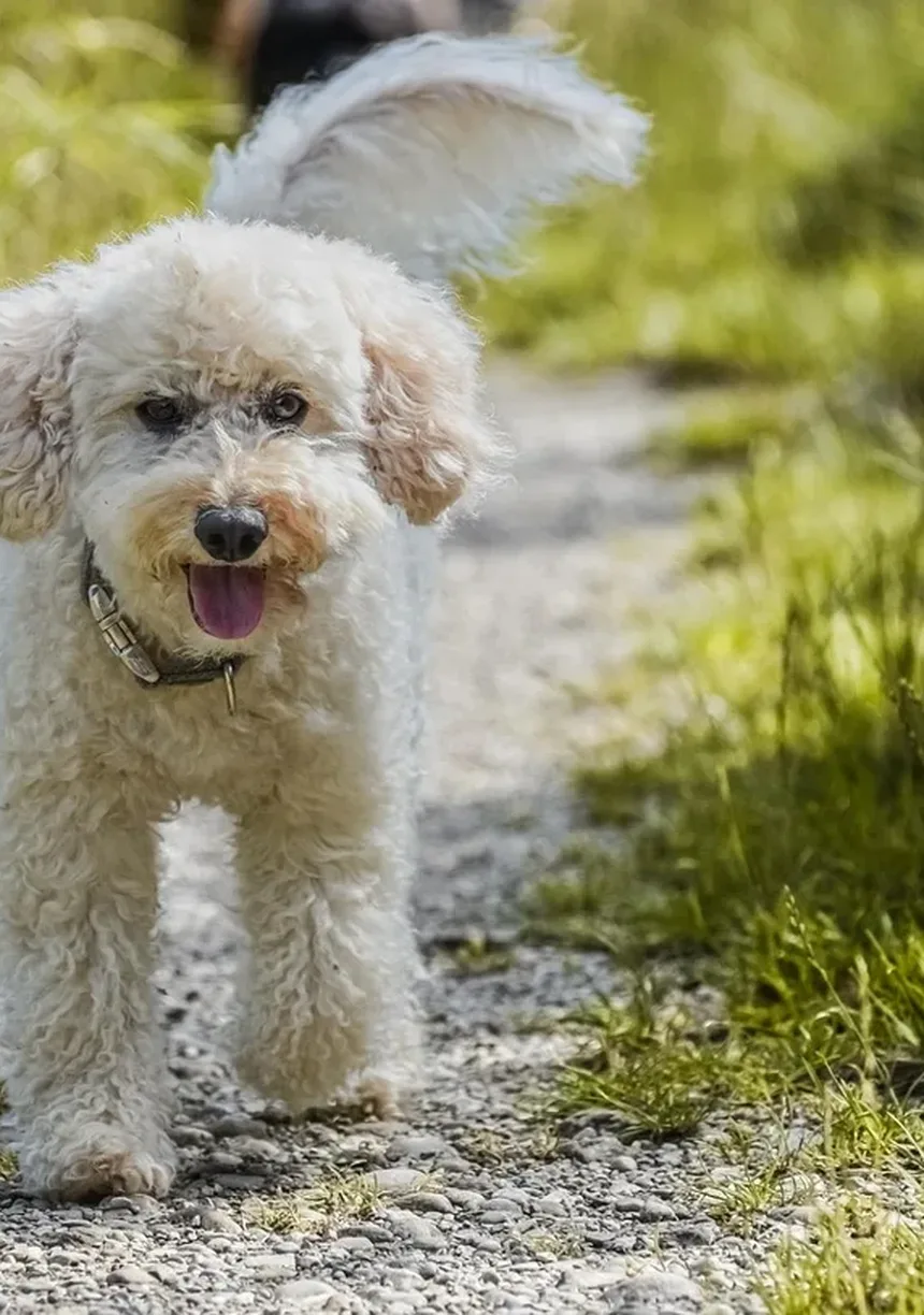 Por que os cães nos olham quando fazem cocô? Descubra os motivos!