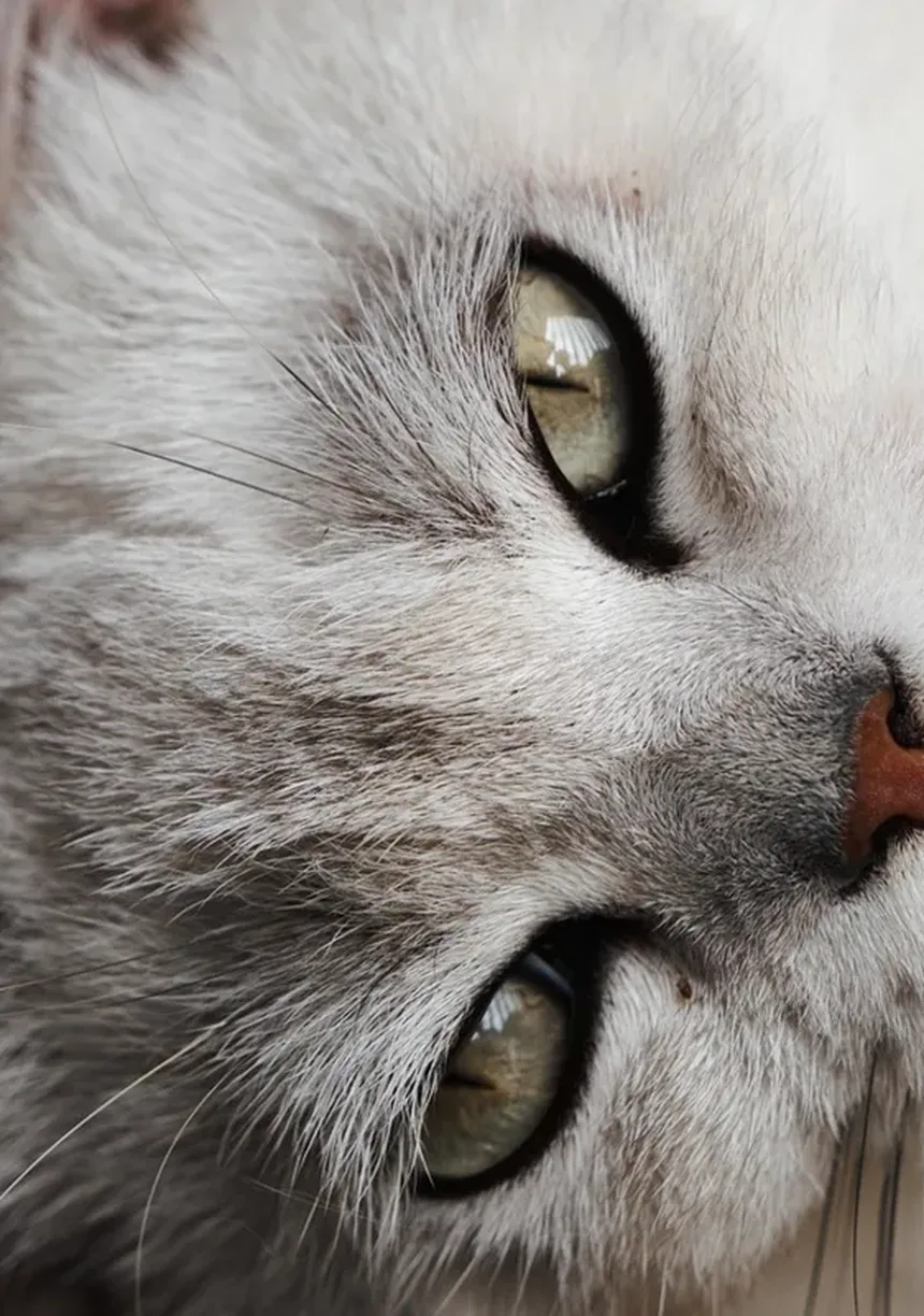 Por que meu gato tem mau cheiro? 5 causas e soluções