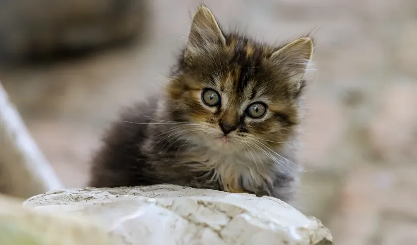 Por que meu gato tem mau cheiro? 5 causas e soluções