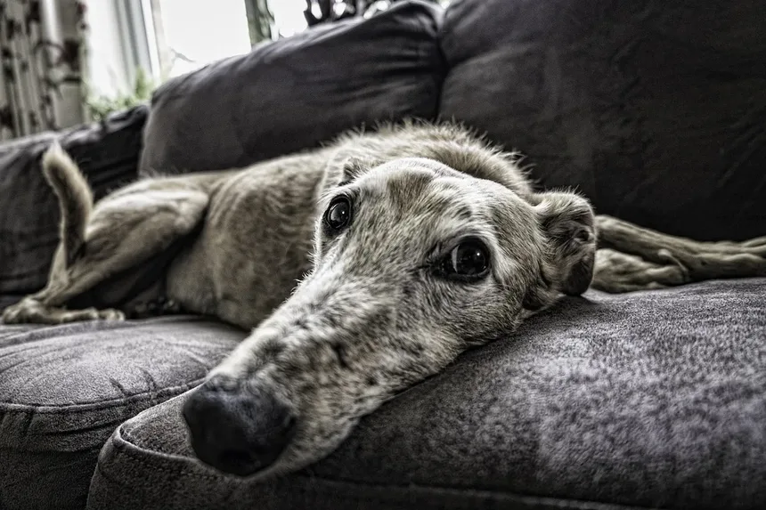 Zonisamida para Cães: Tudo que Você Precisa Saber