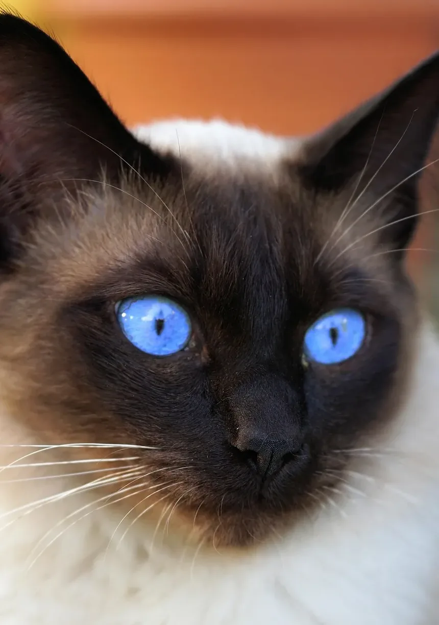 Essenciais do Kit de Primeiros Socorros para Gatos: O Que Você Precisa Preparar