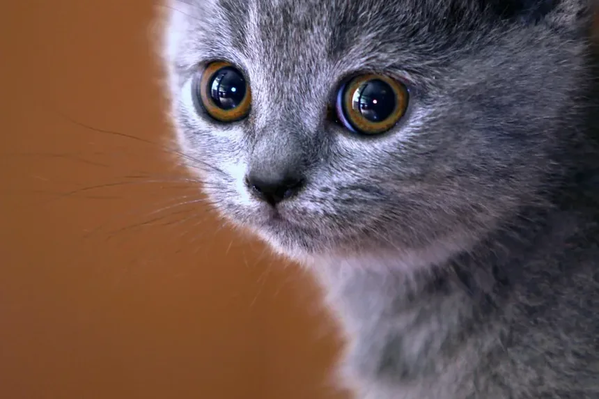 Essenciais do Kit de Primeiros Socorros para Gatos: O Que Você Precisa Preparar