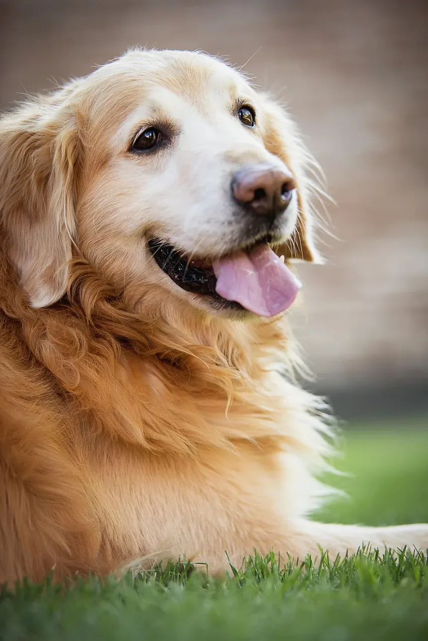 Sintomas Comuns de Doenças em Cães: O Que Todo Proprietário de Animal de Estimação Deve Saber