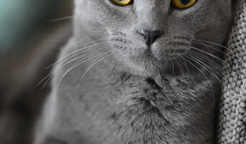 Como Fazer a Higiene de um Gato de Pelo Longo: Dicas e Técnicas Essenciais