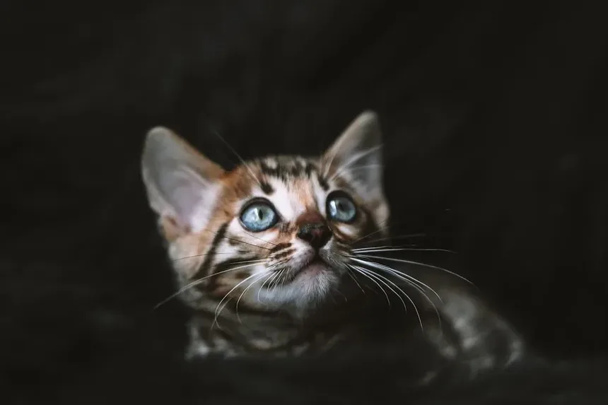 Como Fazer a Higiene de um Gato de Pelo Longo: Dicas e Técnicas Essenciais