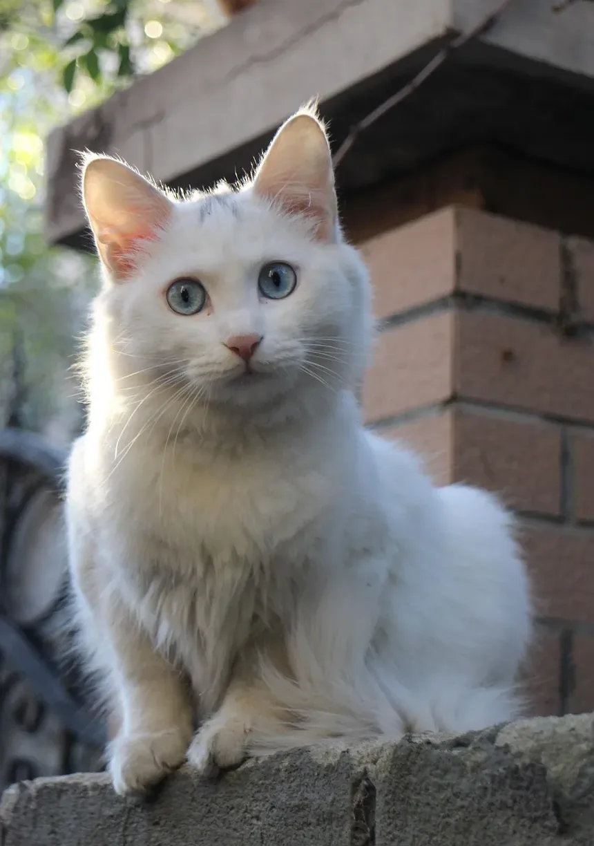 Como Ajudar um Gato Ferido