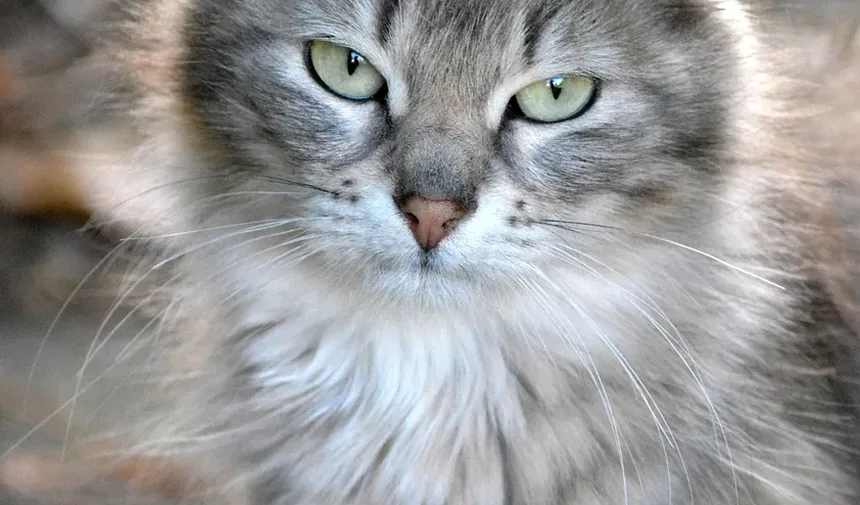 Como Ajudar um Gato Ferido