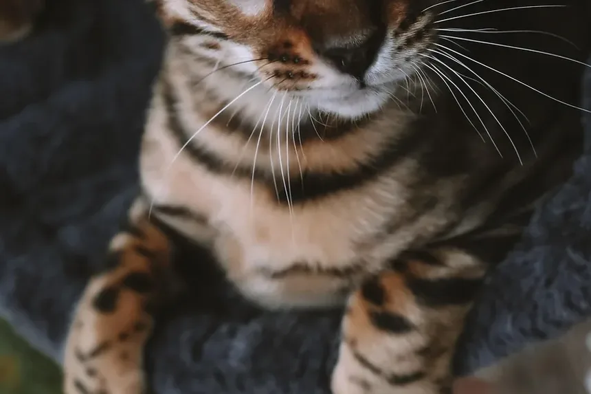 Como Ajudar um Gato Ferido