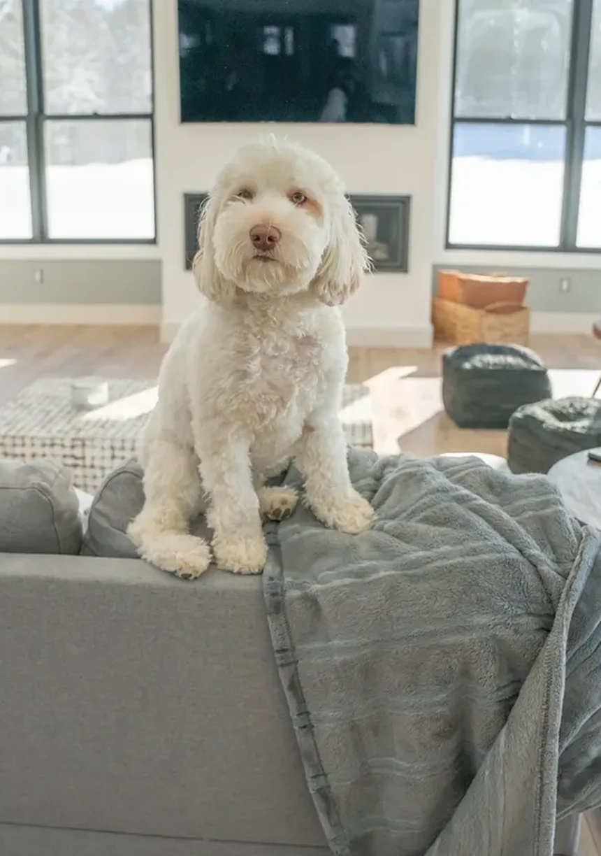 r/Dogtraining no Reddit: Meu Cão Não Para de Ladrar à Noite...Por Favor, Ajude