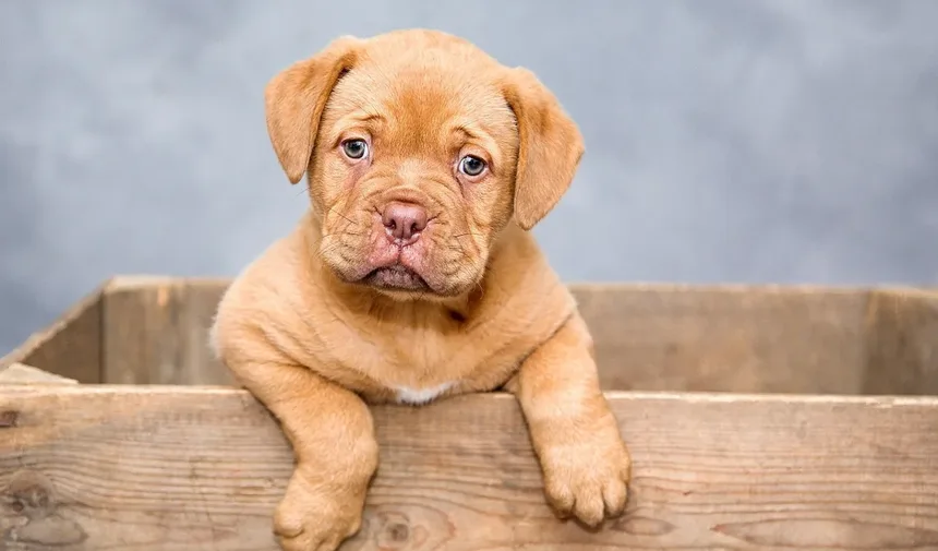 r/Dogtraining no Reddit: Meu Cão Não Para de Ladrar à Noite...Por Favor, Ajude